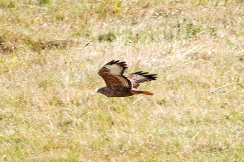Busardo moro (Buteo rufinus)