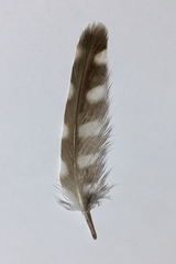 Athene noctua indigena