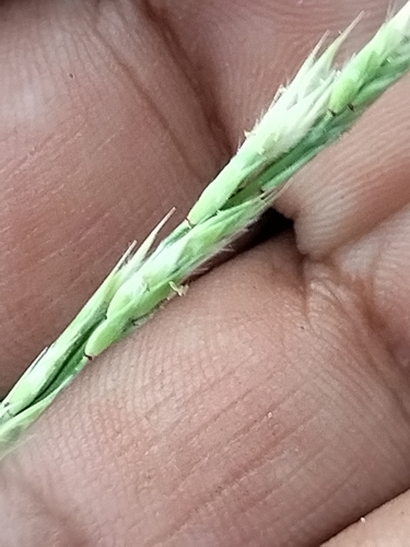 Bearded Cup Grass (Eriochloa aristata)