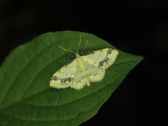 Idaea trigeminata