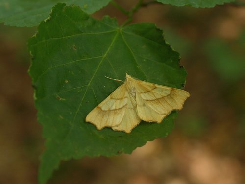 August Thorn, photo 3 of 10