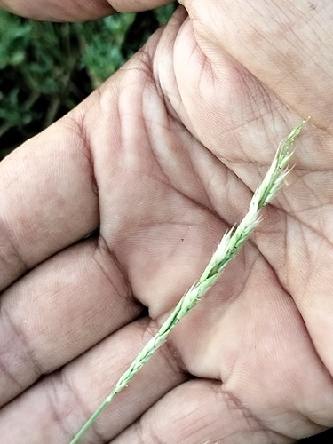 Image of Eriochloa aristata by no rights reserved