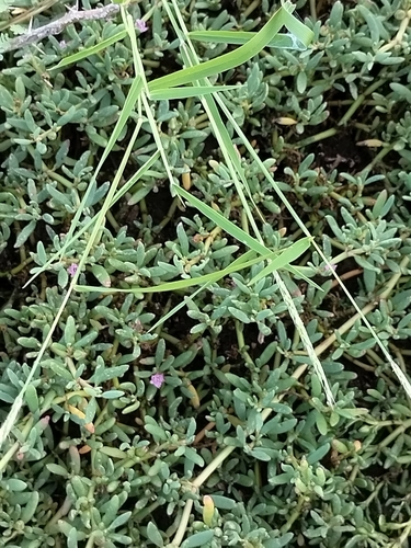 Image of Eriochloa aristata by no rights reserved