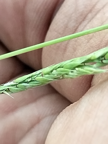 Image of Eriochloa aristata by no rights reserved