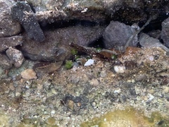 Tryonia clathrata