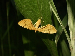 Gandaritis pyraliata