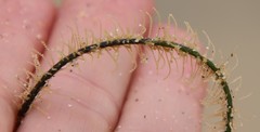 Abietinaria