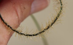 Abietinaria