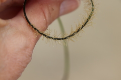Abietinaria