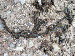 Thaumetopoea pityocampa