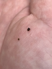 Pyrgulopsis