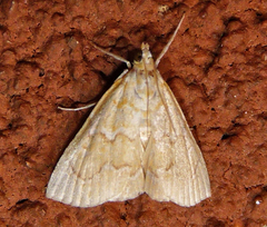 Glaphyria glaphyralis