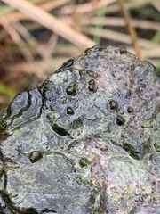 Pyrgulopsis