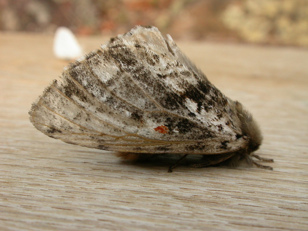 Aglaosoma