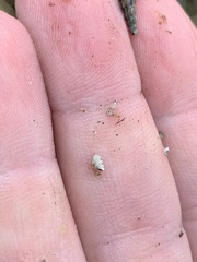 Tryonia clathrata