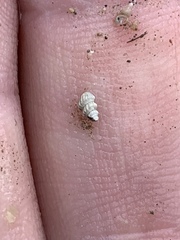 Tryonia clathrata