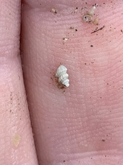 Tryonia clathrata