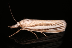 Ubida ramostriellus