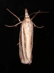 Ubida ramostriellus