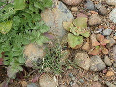 Lepidium lasiocarpum