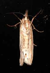 Ubida ramostriellus