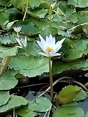 Nymphaea elegans
