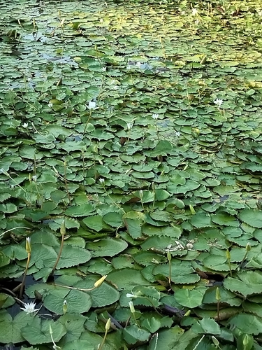 Nymphaea elegans
