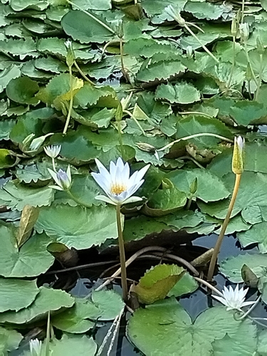 Nymphaea elegans