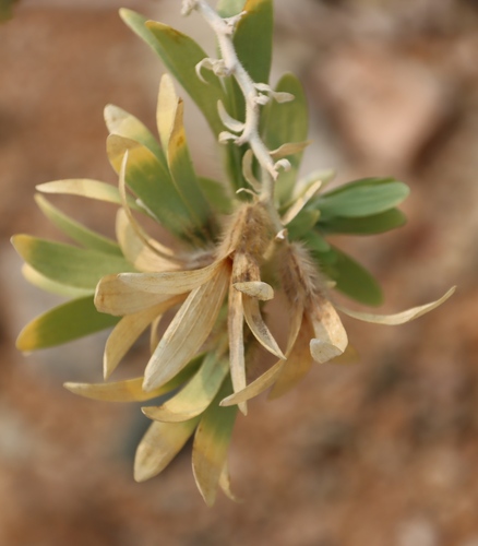 Image of Kissenia capensis by (c) Tony Rebelo, some rights reserved (CC BY-SA)