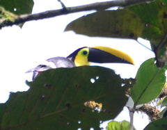 Ramphastos