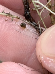 Pyrgulopsis