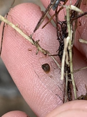 Pyrgulopsis