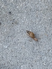 Bulimulus bonariensis image