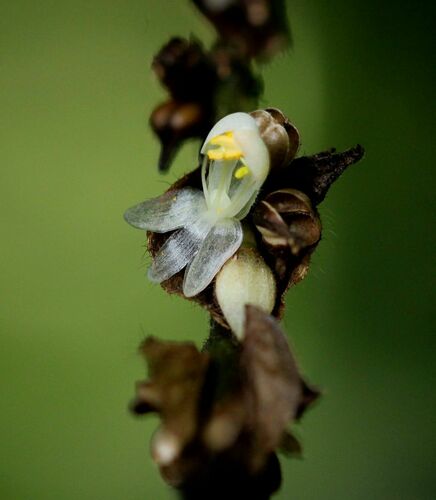 Genus Polyspatha · iNaturalist