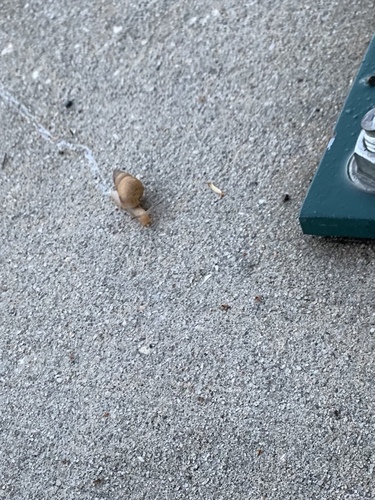 Bulimulus bonariensis image