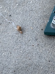 Bulimulus bonariensis image