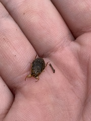 Ambrysus mormon