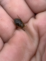 Ambrysus mormon