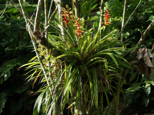 How to identify Guzmania donnellsmithii Mez ex Donn.Sm.