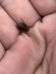 Ambrysus mormon