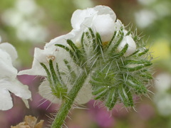 Cryptantha intermedia intermedia
