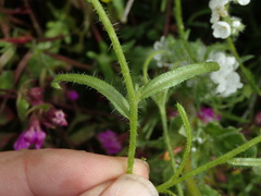 Cryptantha intermedia intermedia
