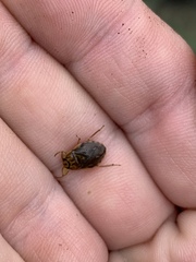 Ambrysus mormon