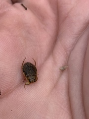 Ambrysus mormon
