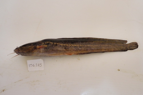 Blotched catfish (Clarias stappersii) — Clariidae — 5