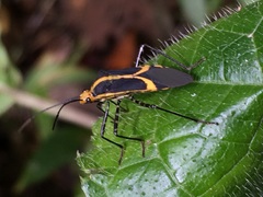 Hypselonotus linea