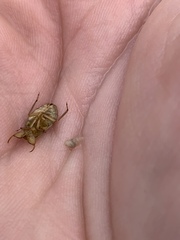 Ambrysus mormon