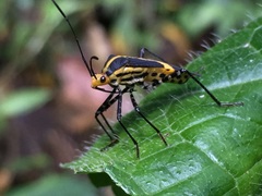 Hypselonotus linea