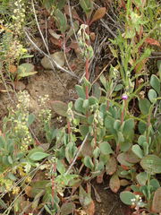 Cistanthe maritima