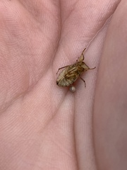 Ambrysus mormon